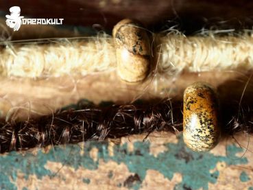 picture jasper dread pearls, Dreadschmuck, dreadperlen, schmuck für dreadlocks, dreadlock schmuck, dreadperle,Handgefertigte Unikate , Fairy, Elfe, Mittelalterschmuck, Middleage, Fantasy, Bohemian, Cosplay, Gypsy, Hippie, Festival, gothic schmuck, dread b